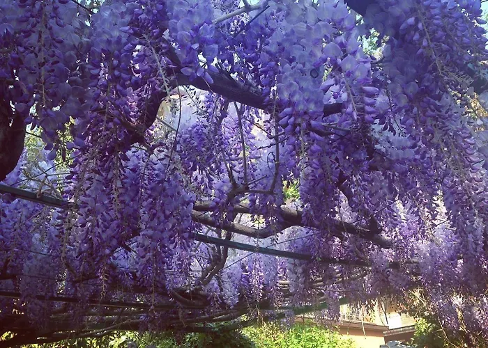 게스트하우스 Il Giardino Nel Parco R&b